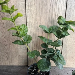 Grand Duke Jasmine Live Plant - Fragrant Double White Flowers, 4 inch Pot - Image 3