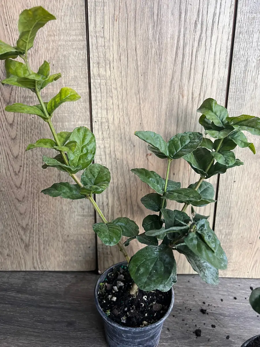 Grand Duke Jasmine Live Plant - Fragrant Double White Flowers, 4 inch Pot - Image 3