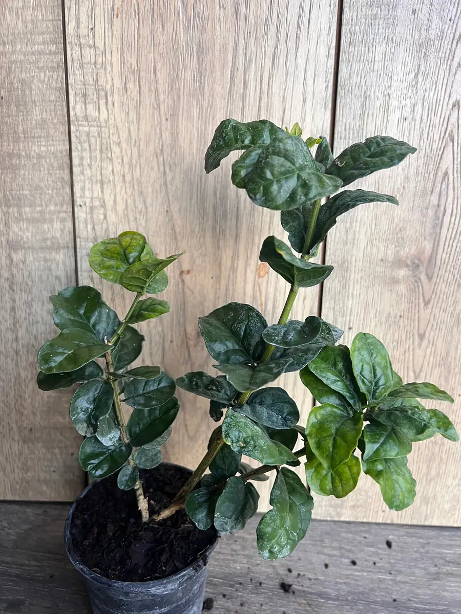 Grand Duke Jasmine Live Plant - Fragrant Double White Flowers, 4 inch Pot - Image 4