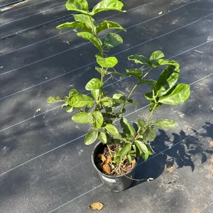 Grand Duke Jasmine Live Plant – Fragrant Double White Flowers, Outdoor - Image 5