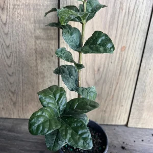 Grand Duke Jasmine Live Plant - Fragrant Double White Flowers, 4 inch Pot - Image 5