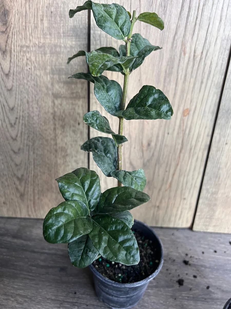 Grand Duke Jasmine Live Plant - Fragrant Double White Flowers, 4 inch Pot - Image 5