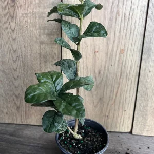 Grand Duke Jasmine Live Plant - Fragrant Double White Flowers, 4 inch Pot - Image 6