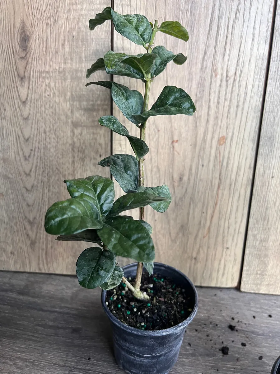 Grand Duke Jasmine Live Plant - Fragrant Double White Flowers, 4 inch Pot - Image 6