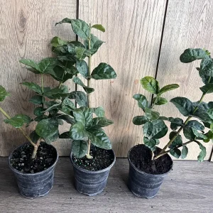 Grand Duke Jasmine Live Plant - Fragrant Double White Flowers, 4 inch Pot - Image 7