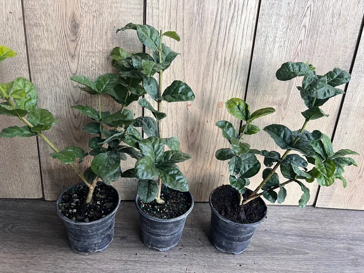 Grand Duke Jasmine Live Plant - Fragrant Double White Flowers, 4 inch Pot - Image 7