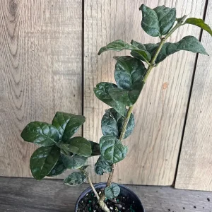 Grand Duke Jasmine Live Plant - Fragrant Double White Flowers, 4 inch Pot - Image 8