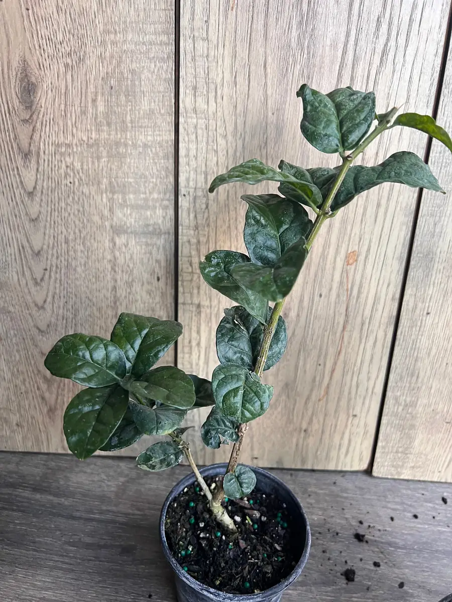 Grand Duke Jasmine Live Plant - Fragrant Double White Flowers, 4 inch Pot - Image 8