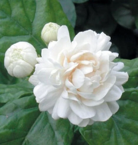 Grand Duke Jasmine Live Plant - Fragrant Double White Flowers, 4 inch Pot - Image 1