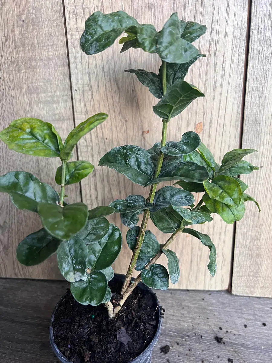 Grand Duke Jasmine Live Plant - Fragrant Double White Flowers, 4 inch Pot - Image 9