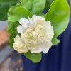 Grand Duke Jasmine Live Plant – Fragrant White Flowers – 2-Year Bush - Image 1