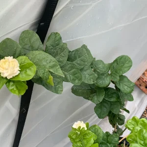 Grand Duke Jasmine Live Plant - Fragrant White Flowers, 2-Year Bush - Image 2