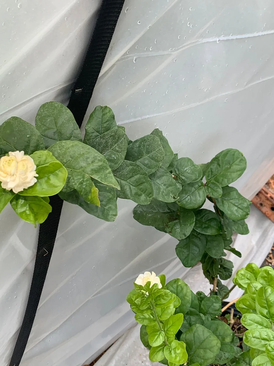 Grand Duke Jasmine Live Plant - Fragrant White Flowers, 2-Year Bush - Image 2