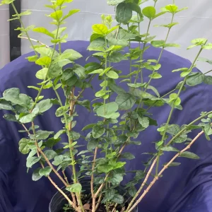 Grand Duke Jasmine Live Plant - Fragrant White Flowers, 2-Year Bush - Image 3