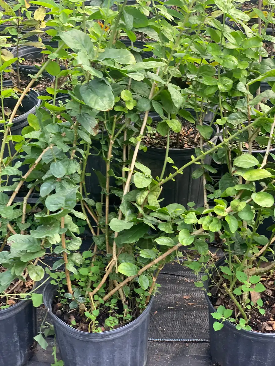 Grand Duke Jasmine Live Plant - Fragrant White Flowers, 2-Year Bush - Image 4