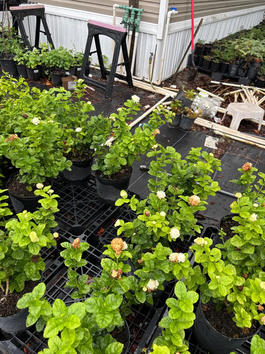 Grand Duke Jasmine Live Plant - Fragrant White Flowers, 2-Year Bush - Image 5