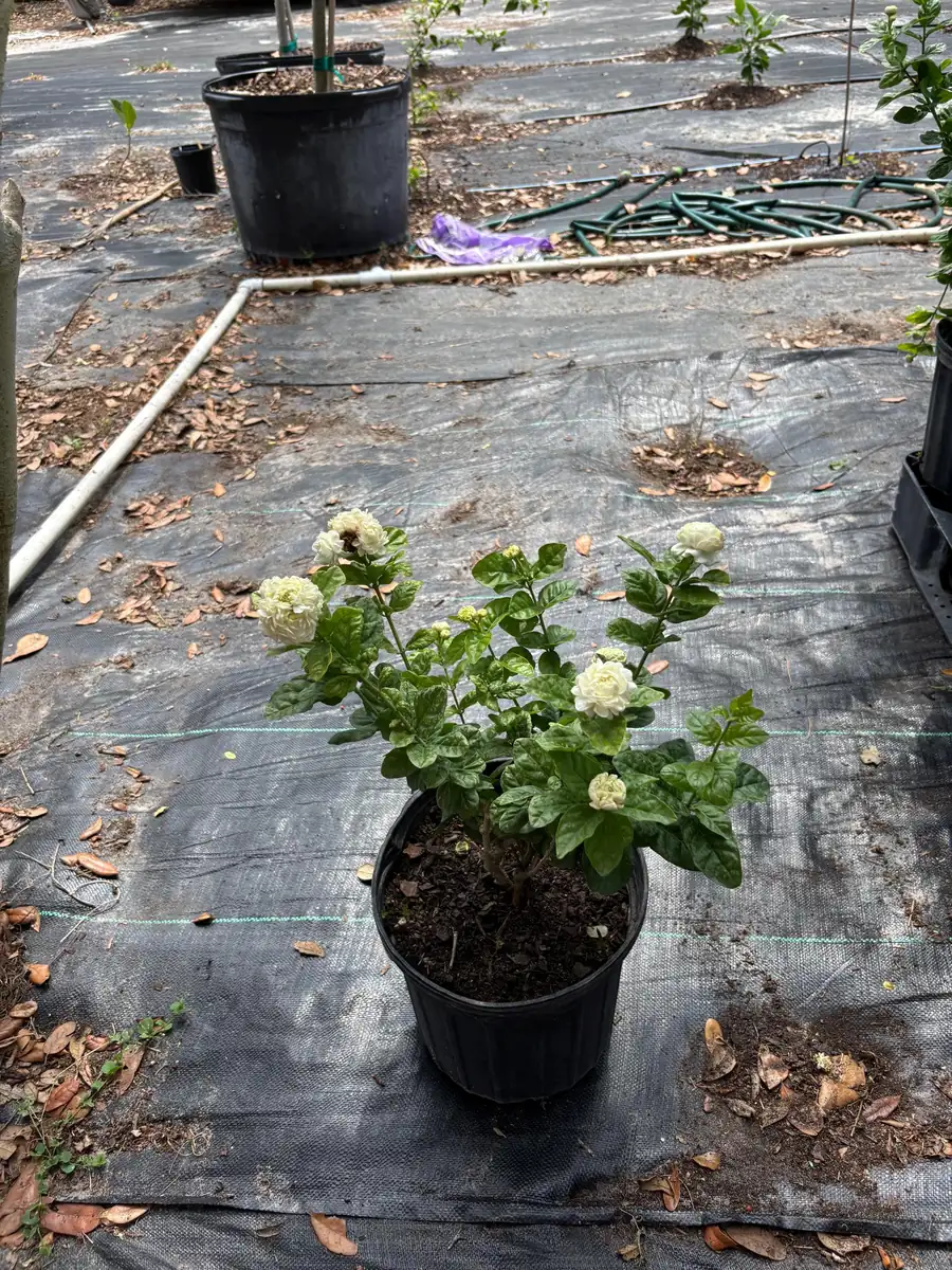 Grand Duke Jasmine Live Plant - Fragrant White Flowers, 2-Year Bush - Image 6