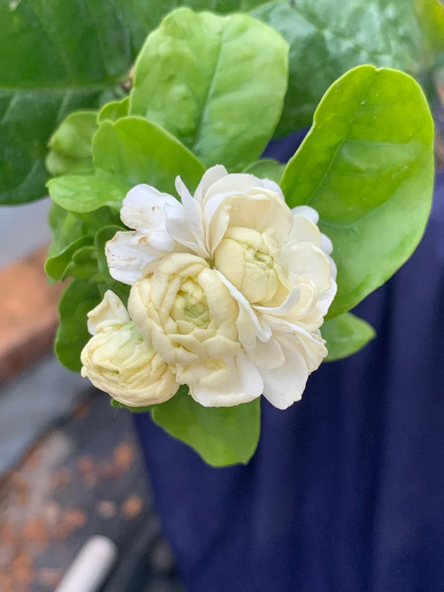 Grand Duke Jasmine Live Plant - Fragrant White Flowers, 2-Year Bush - Image 1