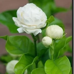 Grand Duke of Tuscany Arabian Jasmine Live Plants – 2 Pack, 2-3 Inch Tall, Fragrant White Flowers, Indoor/Outdoor - Image 5