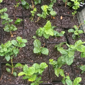 Grand Duke of Tuscany Jasmine Live Plant - Arabian Sambac, Fragrant White Blooms - Image 3