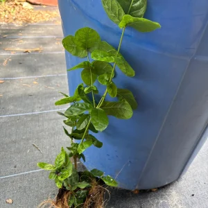 Grand Duke of Tuscany Jasmine Live Plant - Arabian Sambac, Fragrant White Blooms - Image 9