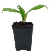 Grand Nain Banana Live Plant - Musa Tree - 2.5 inch Pot - Edible Fruit - Image 1