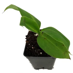 Grand Nain Banana Live Plant - Musa Tree - 2.5 inch Pot - Edible Fruit - Image 2