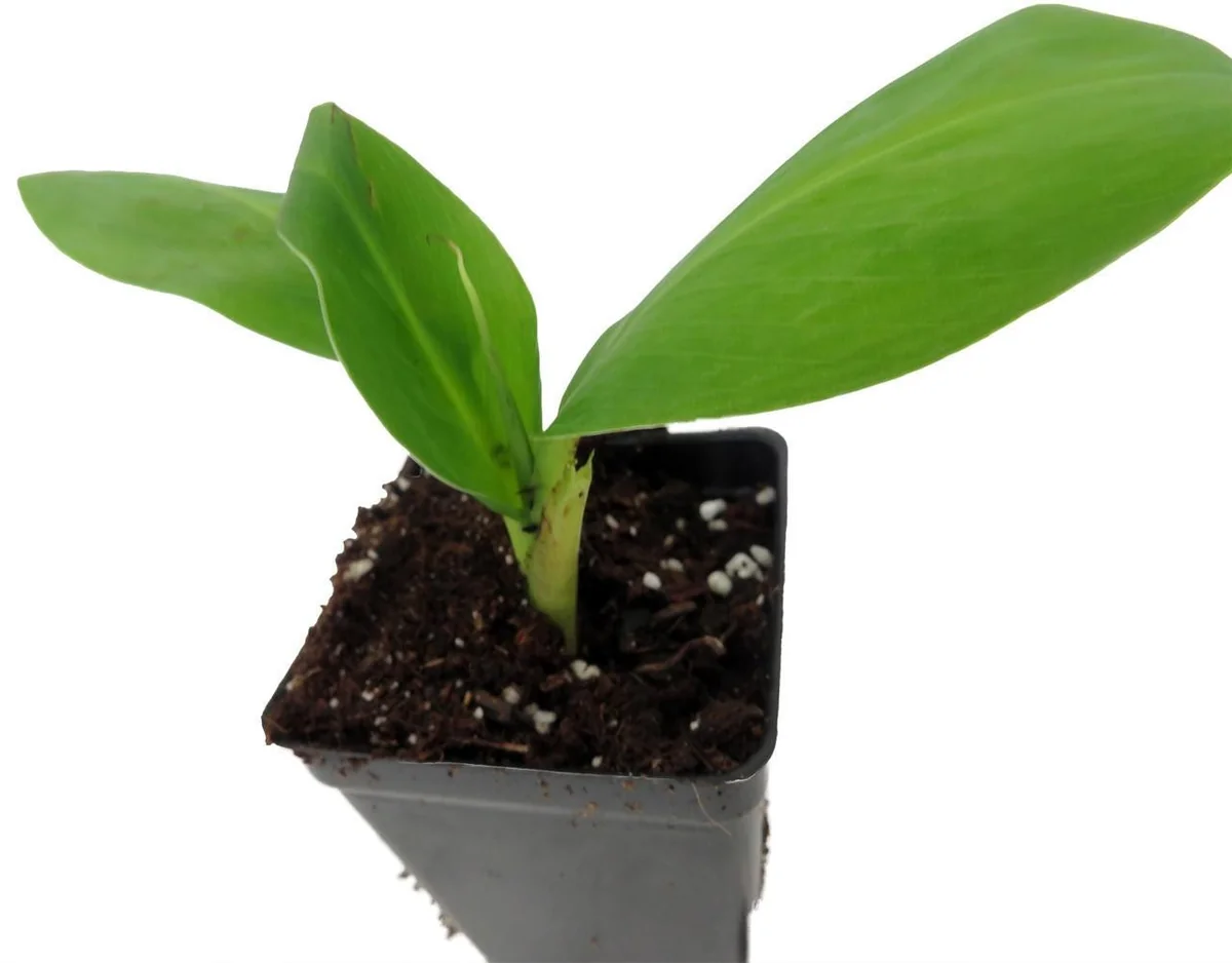 Grand Nain Banana Live Plant - Musa Tree - 2.5 inch Pot - Edible Fruit - Image 3