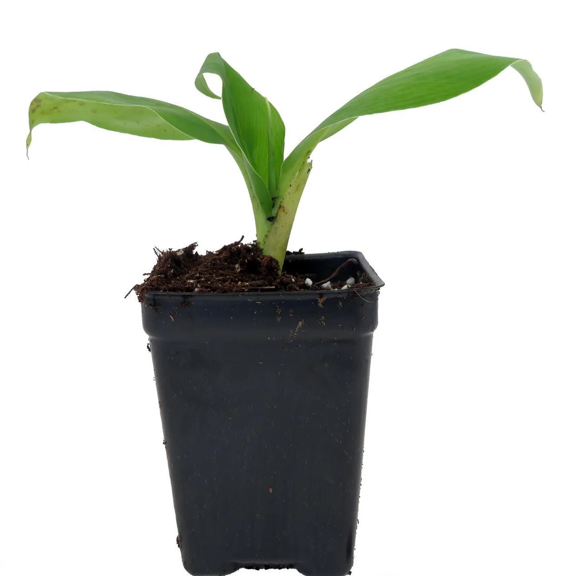 Grand Nain Banana Live Plant - Musa Tree - 2.5 inch Pot - Edible Fruit - Image 1