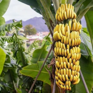Grand Nain Banana Live Plant - Tropical Fruit Tree Starter - 4-10