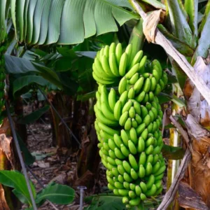 Grand Nain Banana Live Plant - Tropical Fruit Tree Starter - 4-10