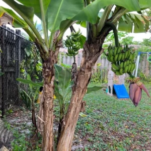 Grand Nain Banana Live Plant - Tropical Fruit Tree Starter - 4-10