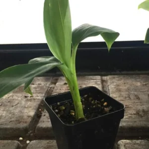 Grand Nain Banana Live Plant - Tropical Fruit Tree Starter - 4-10