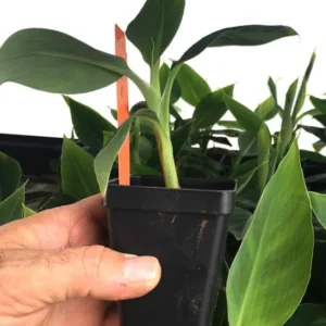 Grand Nain Banana Live Plant - Tropical Fruit Tree Starter - 4-10