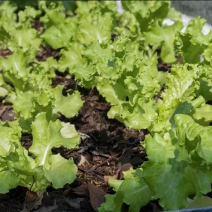 Grand Rapids Lettuce Seeds - Heirloom, Non-GMO Leaf Lettuce Seeds - Image 3