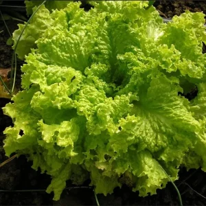 Grand Rapids Lettuce Seeds - Heirloom, Non-GMO Leaf Lettuce Seeds - Image 1