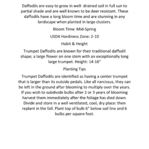 Grand Soleil D'or Narcissus Bulbs – Indoor Forcing – 16-20 Inches Tall – Musk Scented - Image 3