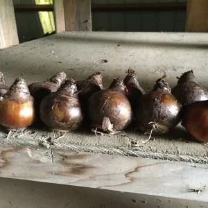 Grand Soleil d'Or Narcissus Bulbs – Indoor Forcing – Musk-Scented Flowers - Image 2