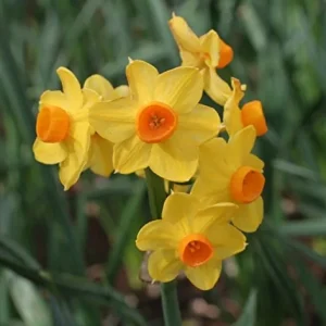 Grand Soleil d'Or Narcissus Bulbs – Indoor Forcing – Musk-Scented Flowers - Image 1