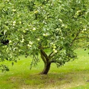 Granny Smith Apple Grafted Live Fruit Tree - 1 Gallon Pot, 2-3 Feet Tall - Image 2