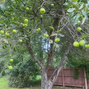 Granny Smith Apple Grafted Live Fruit Tree - 1 Gallon Pot, 2-3 Feet Tall - Image 3