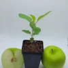 Granny Smith Apple Seedling - Live Fruit Tree Plant, 6-10 Inches Tall, Outdoor - Image 1