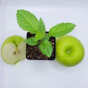 Granny Smith Apple Seedling - Live Fruit Tree Plant, 6-10 Inches Tall, Outdoor - Image 2