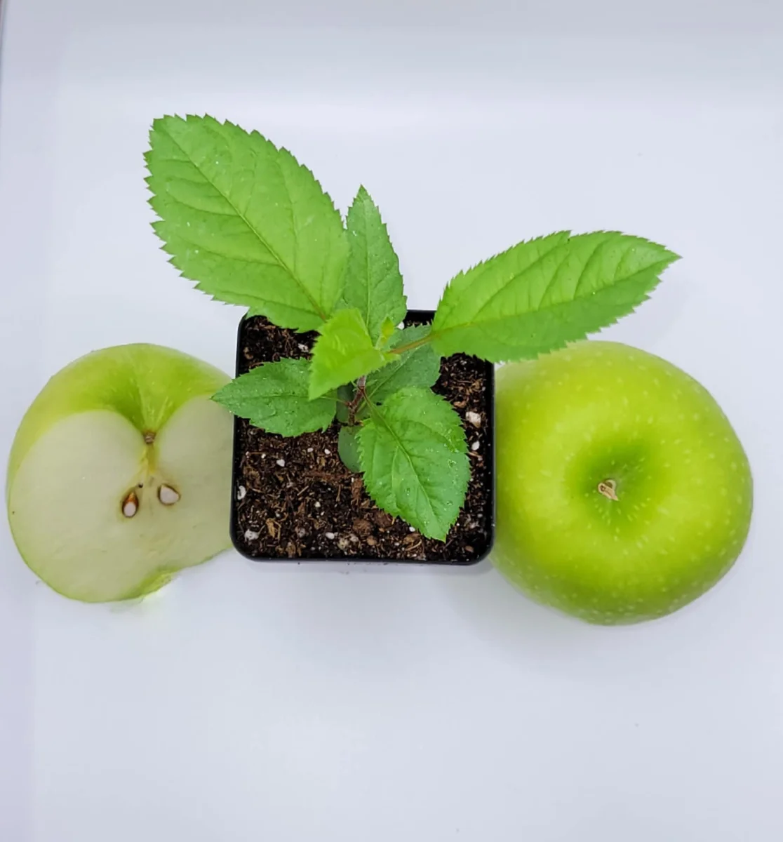 Granny Smith Apple Seedling - Live Fruit Tree Plant, 6-10 Inches Tall, Outdoor - Image 2