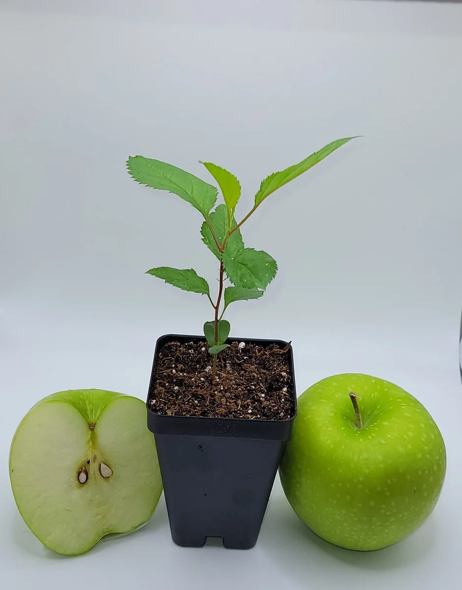 Granny Smith Apple Seedling - Live Fruit Tree Plant, 6-10 Inches Tall, Outdoor - Image 1