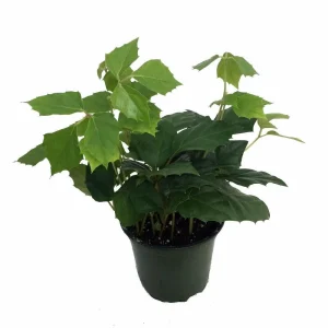 Grape Ivy Plant - Cissus rhombifolia - Live Houseplant - 4 Inch Pot - Image 1