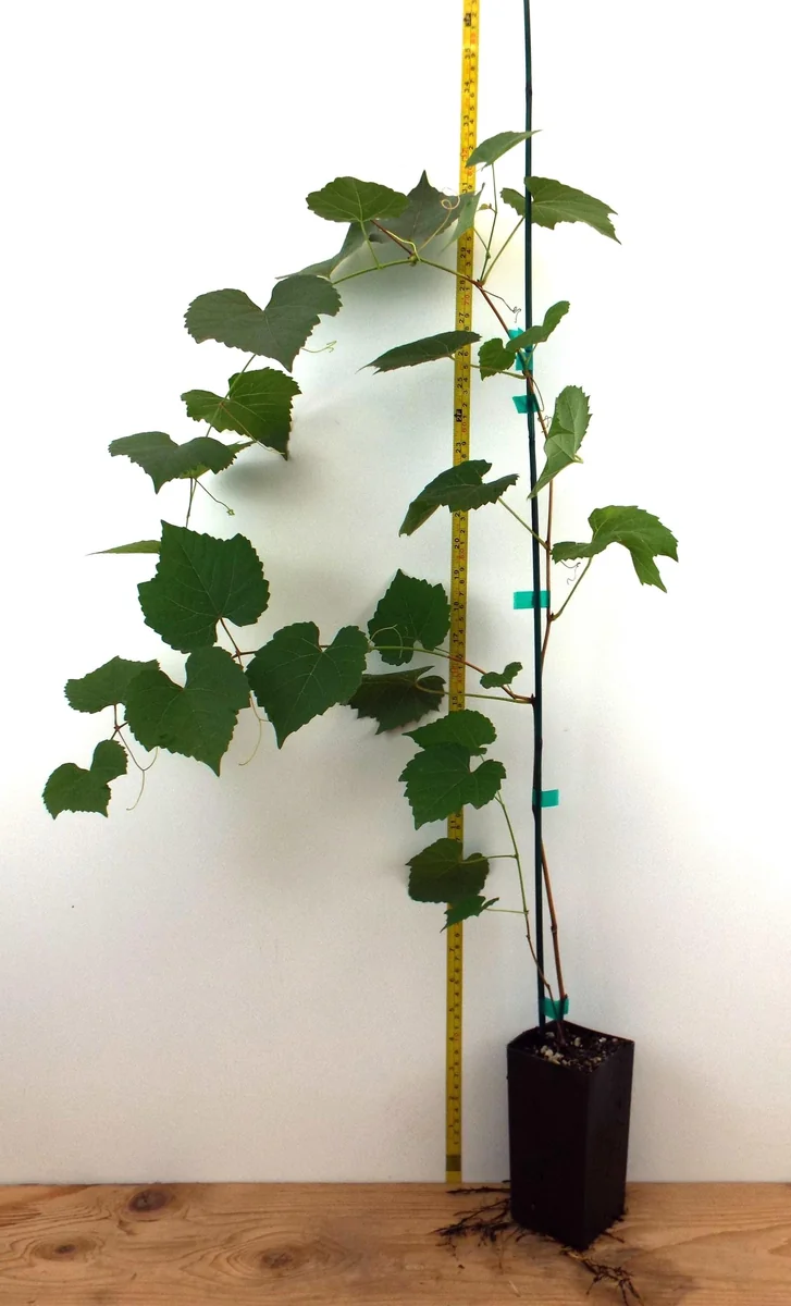 Grape Plants - 13 Seedless Table Grape Varieties - Potted Starter Plants - Image 2