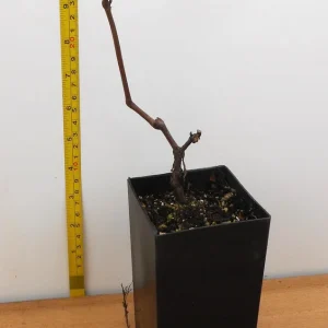 Grape Plants - 13 Seedless Table Grape Varieties - Potted Starter Plants - Image 3