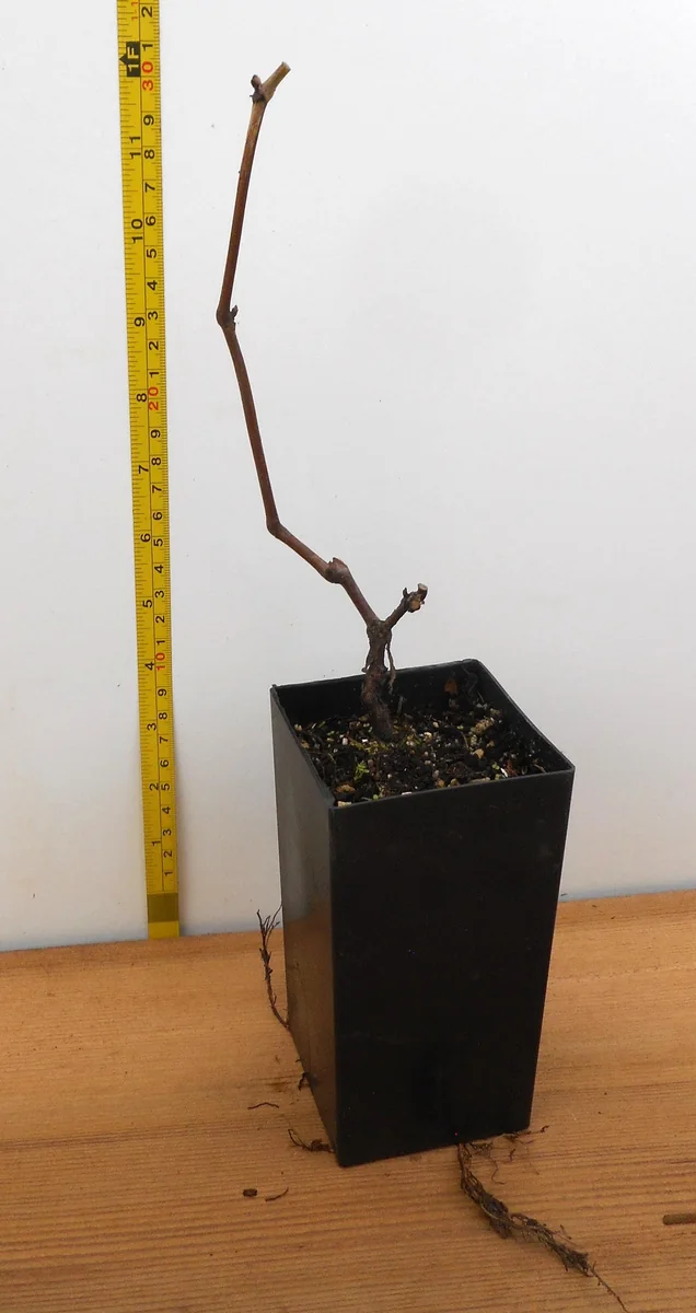 Grape Plants - 13 Seedless Table Grape Varieties - Potted Starter Plants - Image 3