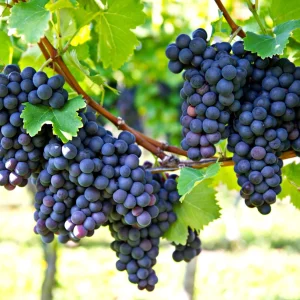 Grape Plants - 13 Seedless Table Grape Varieties - Potted Starter Plants - Image 1